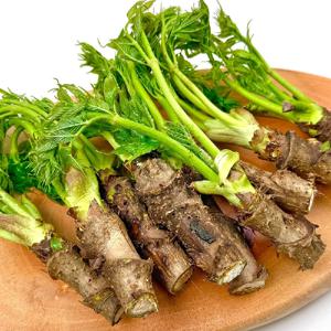 국내산 참두릅 150g내외x1팩~ 입안가득 향긋 영양만점 제철 나물 특유의 쌉쌀한 맛 은은한향기