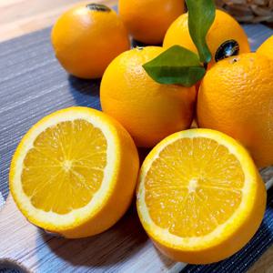 미국산 썬키스트 퓨어스펙 블랙라벨 오렌지 중소과(개당 150g내외)