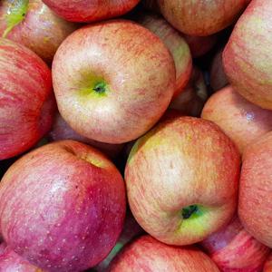 가정용(쥬스용/못난이) 경북 부사 사과 10kg 새콤달콤 과즙팡팡 아삭한 식감