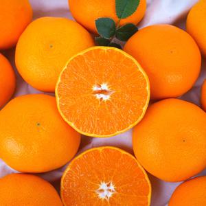 [알리특가] 제주 산지직송 천혜향 가정용 선물용 벌크 2kg 3kg 5kg 과일 황금향 한라봉 레드향 감귤