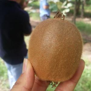 국내산 새콤달콤 참다래 그린키위 1kg 2kg 3kg