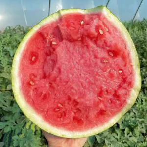 [알리만 특가] 꿀당도 꿀수박 프리미엄