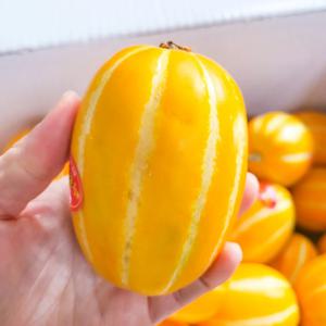 [고당도] 성주 꿀 참외 농장직송 가정용 로얄 중소과 2kg 3kg 5kg