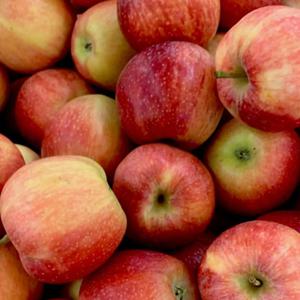 [오늘담은] 경북사과/쥬스용 부사 사과(4kg/8kg/10kg)