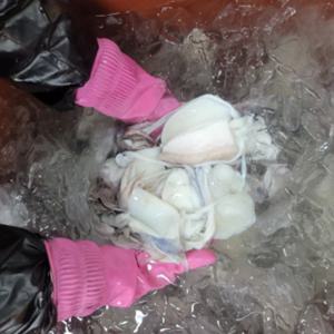 [푸디앤] 급냉 꼬마 손질갑오징어 1kg(20미내외)
