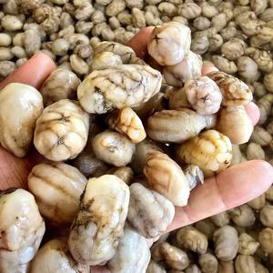 국내산 생물 오만둥이 500g 외 중량별 선택