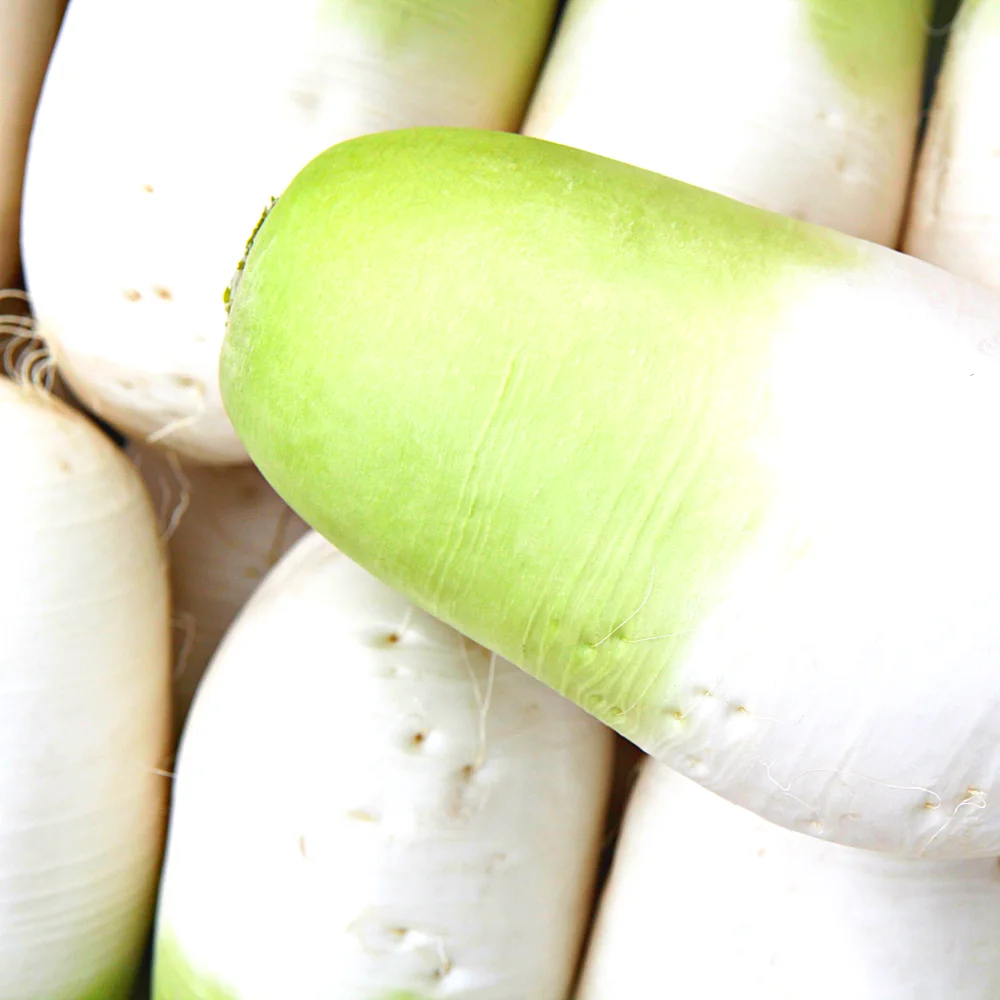 [코인할인10%] 수량한정초특가 제주 월동무 세척 무우