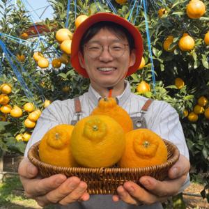 제주 한라봉 당도보장 달콤끝판왕 꿀 한라봉 1kg 2kg 3kg 5kg 10kg