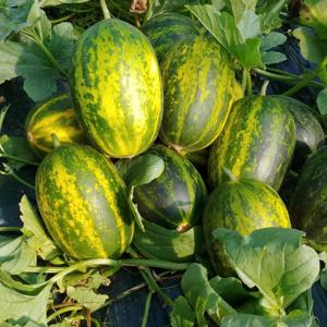 성산 파파야 멜론 메론 [원산지:국산]