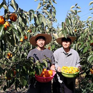 [장성] MD 추천! 국내산 제철 줄단감 10kg (55~65과)