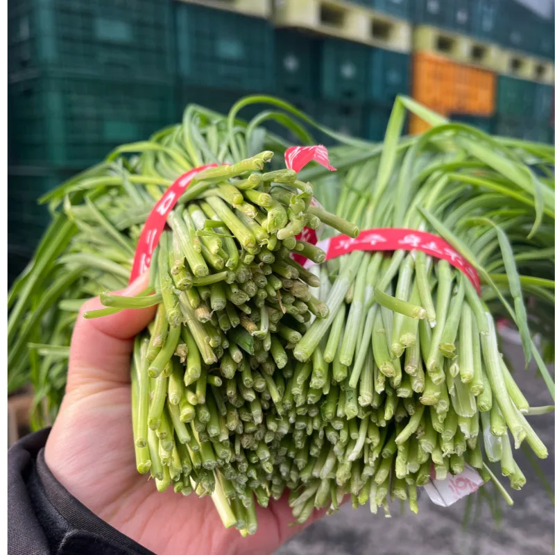 산지직송 향긋함이 살아있는 국내산 부추 500g 1kg