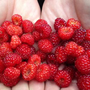 프리미엄 산딸기 국산 청도 제철 250g/500g/750g/1kg