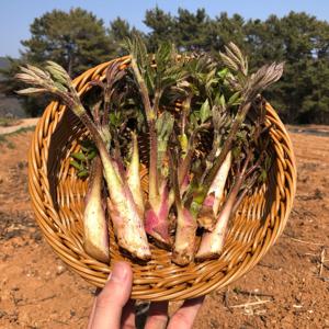 국내산 남해 땅두릅 최상급원물 산지첫수확 봄나물 500g/1kg/2kg