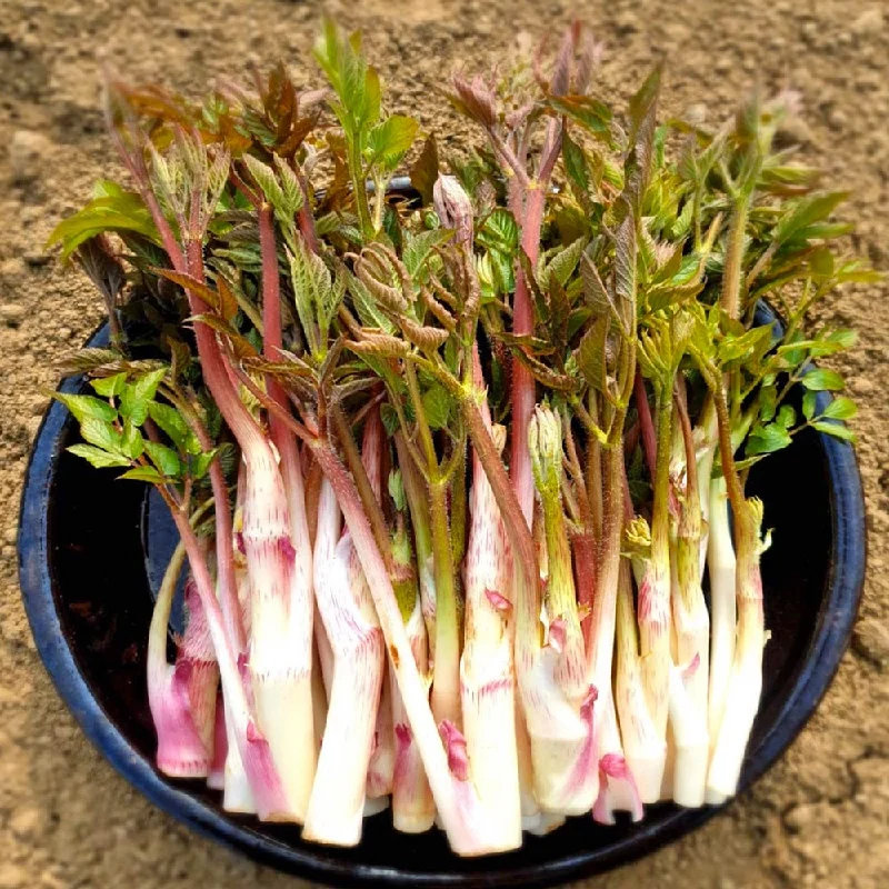 국내산 눈꽃 땅두릅 250g~ 입안가득 향긋 영양만점 제철 나물 특유의 쌉쌀한 맛 은은한향기