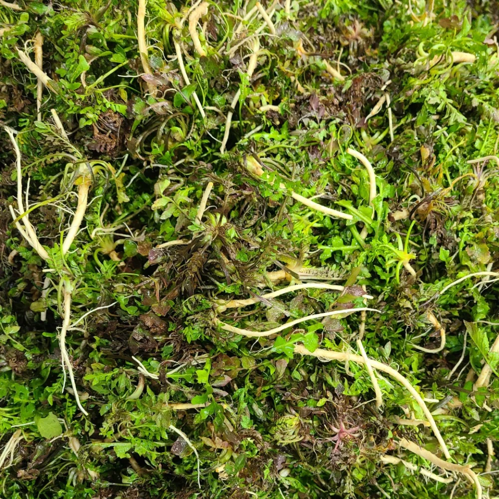 국내산 노지 냉이 세척 완료 300g/500g/1kg