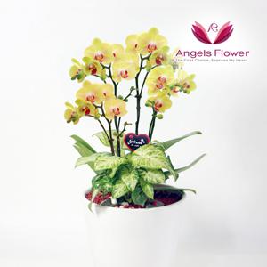 노랑 호접란 고급형 서양란 관엽식물 전국 꽃배달서비스