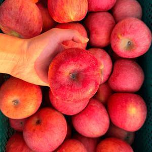 경북 제철과일 고당도 부사사과 A급 가정용