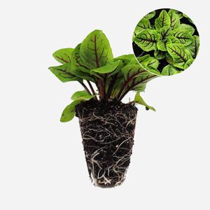 마이플랜트 적소렐 4개 야채 허브 모종 샐러드 쌈채소 텃밭 채소 튼튼한 모종