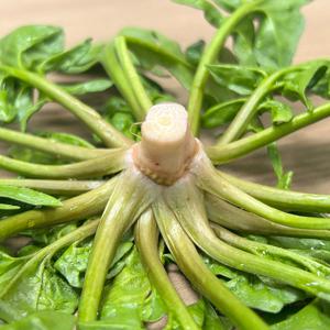 남해 세척 손질 시금치 1kg 해풍맞은 노지 월동  보물초 겨울 섬초 된장국 무침 나물 건강 요리 DO