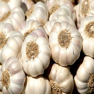 남해군 농협조공 햇 마늘 500g 보통급 국산 남도마늘 통마늘 제철 채소 저장용 김장 요리 장아찌