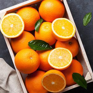 신세계 푸드 12브릭스 이상 블랙라벨 오렌지 7kg(34~44개입)