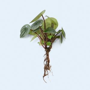 마이플랜트 수박페페 세척 모종 소형 수경재배식물 키우기쉬운 인테리어 공기정화식물