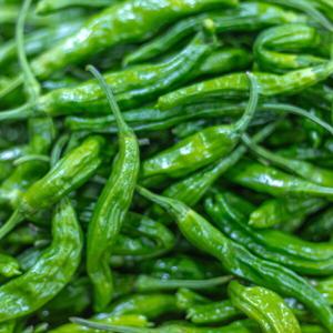 국내산 꽈리고추 못난이 고추 안매운꽈리 500g 1kg 2kg 4kg 당일수확 신선한 자연의 아름다음을 느껴보세요