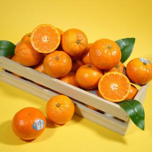 이마트 USA) 미국 캘리포니아산 만다린 귤 18과~23과(2KG) 무료배송