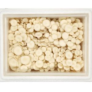 산지직송 친환경 무농약 GAP 굴맛버섯 1kg 풍부한 굴향버섯 느타리 흰느타리 오직 키움의 미학 에서만