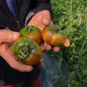 대저토마토 짭짤이토마토 제철 특품 L과 2.5kg 정품 대저토마토 시즌재개 최저가 행사  - 무료배송