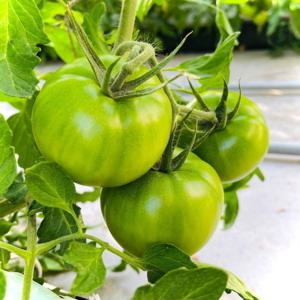 대저토마토 짭짤이토마토  대저짭짤이 (정품) 짭짤이토마토 2.5kg 소과 (S-2S) / 대저 농협 인증 상품