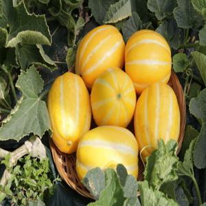 참외 성주참외 제철과일 가정용 2kg 혼합과 / 특가행사