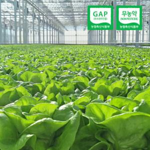 (신선집중) 유러피안 샐러드 야채 쌈채소 (무농약/GAP인증)1kg내외(3-6종랜덤)