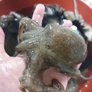 제철 활 주꾸미 1kg 생물 쭈꾸미 봄 쭈꾸미