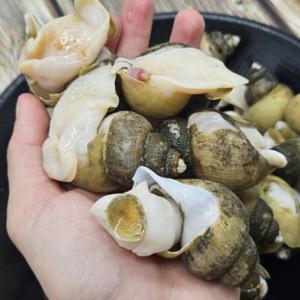 활 골뱅이 동해안 자연산 흑고동 생골뱅이 생물 동해안 급냉 골뱅이 1kg