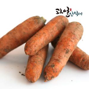 (신선집중) 제주 구좌 당근 5kg  / 중 / 100g 내외