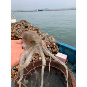 서천 주꾸미축제 마량진항 주꾸미 1kg 서천 주꾸미 축제장 원양호