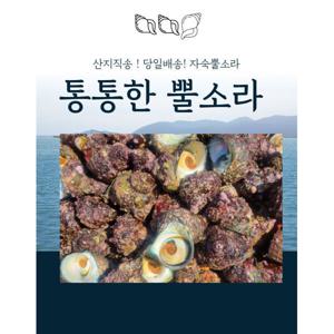 삼정수산 산지직송 동해안 해녀조업 자연산 뿔소라  자숙120g 야채셋트 선택 포항시 구룡포 초장참기름증정