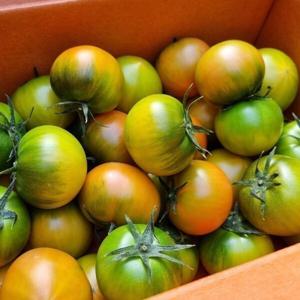 부산 대저토마토 2.5kg  / 쥬스용