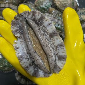 완도 참 전복 초특대 전복 1kg(5-6마리) 전복회 전복 손질도구 증정