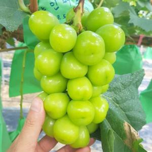 포도 샤인머스켓 청포도 샤인머스캣 2kg (5~6수) 1주일 초특가행사