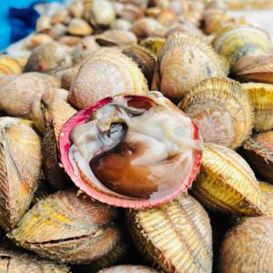 국내산 자연산 손질 새조개 200g내외 새조개 1봉 초코새조개 당일조업