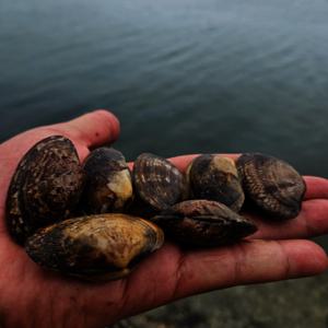 국내산 남해 문어 바지락 2kg 통영 왕바지락