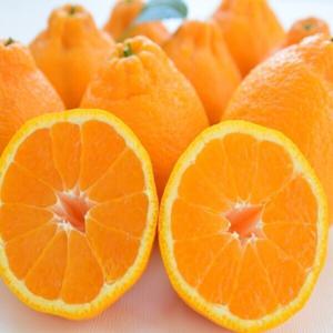 제주 한라봉 (가정용) 노지 한라봉 3.5kg 중소과 (18-25과 내외) 실중량 / 특가 행사