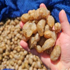 생오만둥이 오만디 오독오독 향긋한 바다향기 오만둥이 1kg /29일까지 특별할인 +무료배송