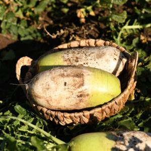 국내산 해풍맞은 무안 황토밭 단단하고 아삭한 무우 10kg