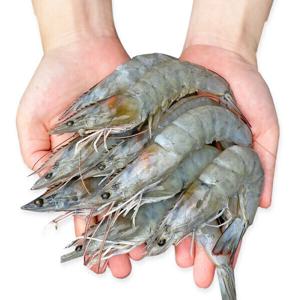 (신선집중) 국내산 통통한 신안 흰다리 새우 왕새우 1KG 39미 내외/ 급냉 새우