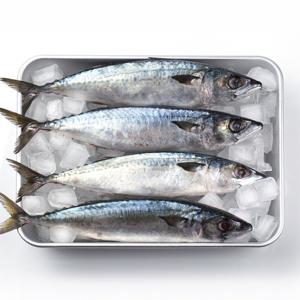 (신선집중) 국내산 부산 손질 고등어 간고등어 자반 10미 총 2.3kg 31cm 내외 (2개 구매 시 할인)