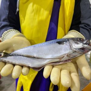 국산 다대포 실속용 자반고등어 간고등어 12마리 6손