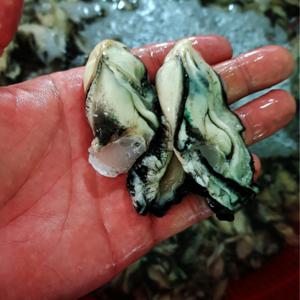 국내산 통영 생굴 깐생굴 1kg (자연감량후 실중량 800g 내외)